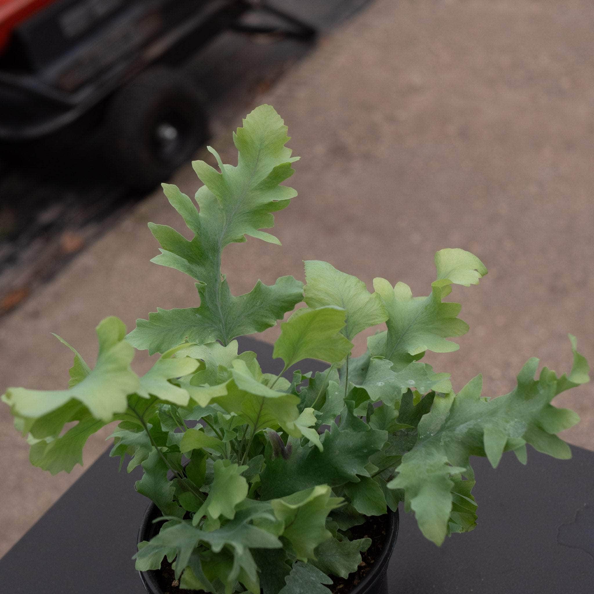 Fern Phlebodium aureum 'Davana' - Thumbnail 2