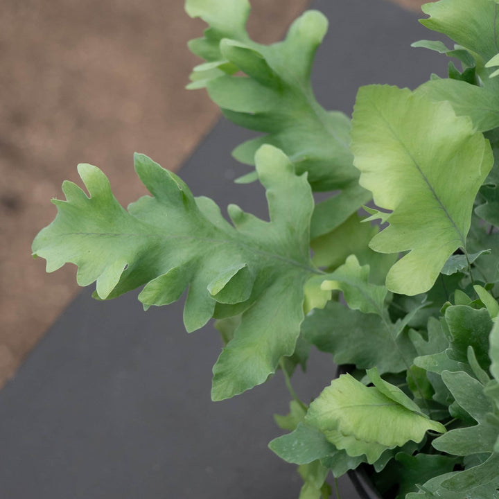 Gabriella Plants Fern 4" Fern Phlebodium aureum 'Davana'
