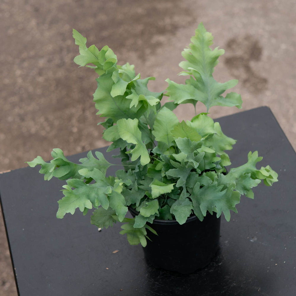 Gabriella Plants Fern 4" Fern Phlebodium aureum 'Davana'