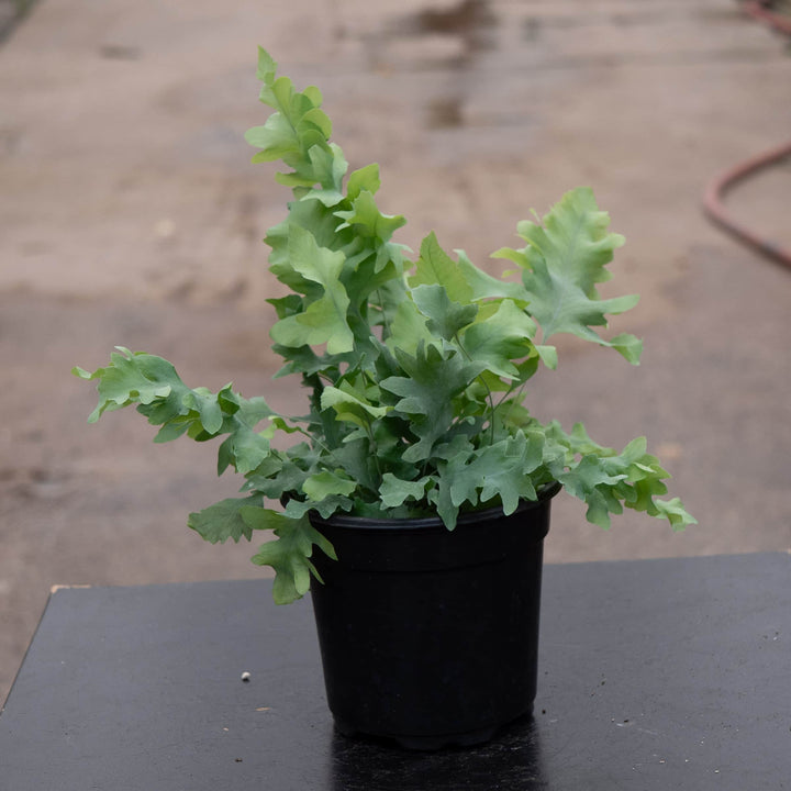 Gabriella Plants Fern 4" Fern Phlebodium aureum 'Davana'