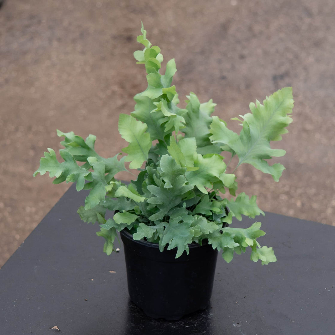 blue star davana fern Fern Phlebodium aureum 'Davana'