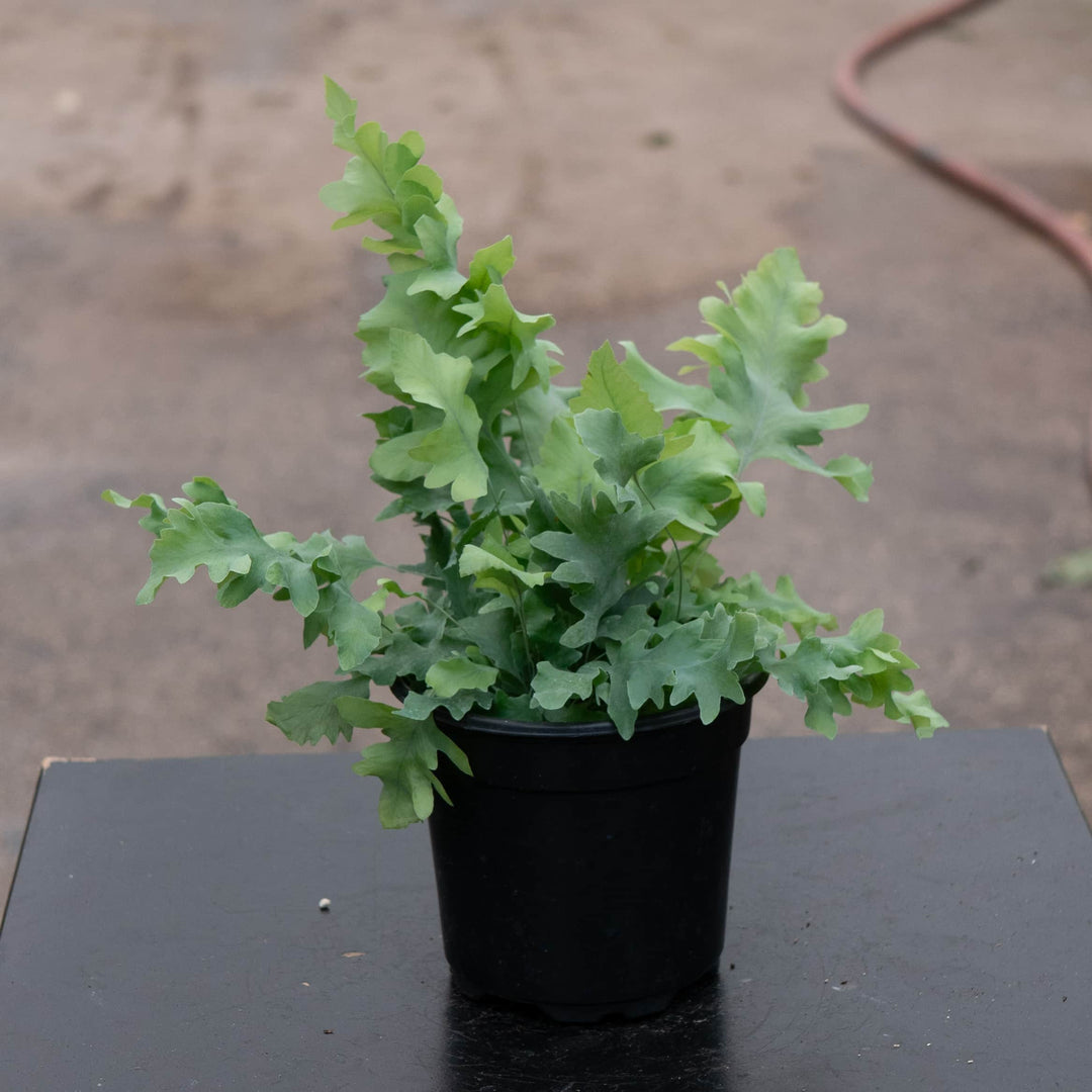 Gabriella Plants Fern 4" Fern Phlebodium aureum 'Davana'