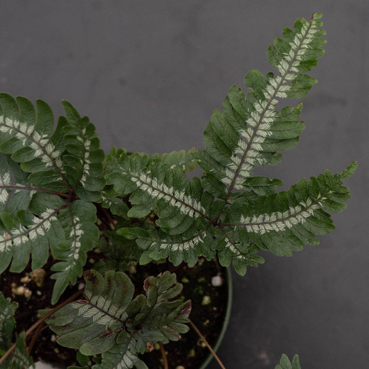 Gabriella Plants Fern 4" Fern Pteris aspericaulis var. tricolor 'Candy Stripes'