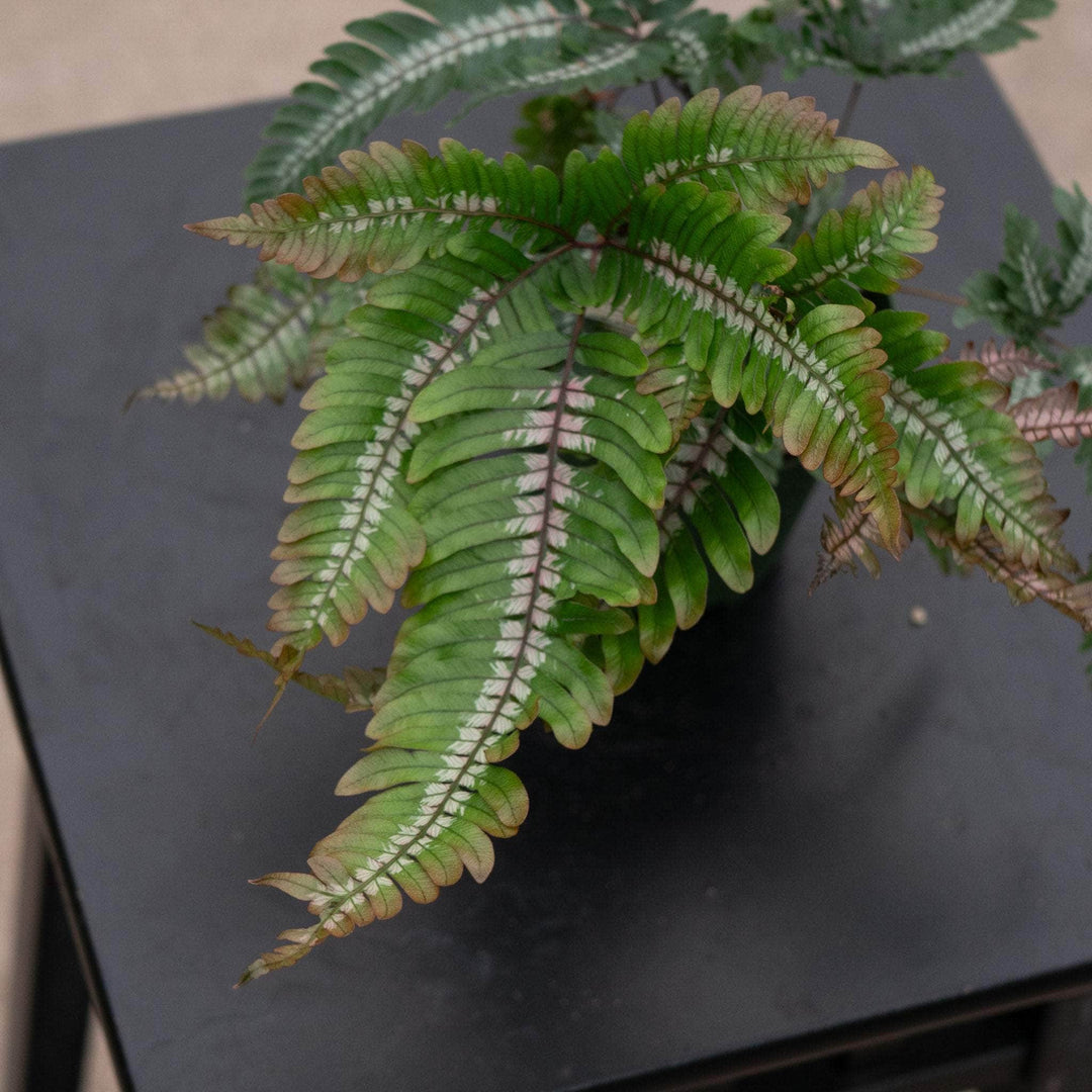 Gabriella Plants Fern 4" Fern Pteris aspericaulis var. tricolor 'Candy Stripes'