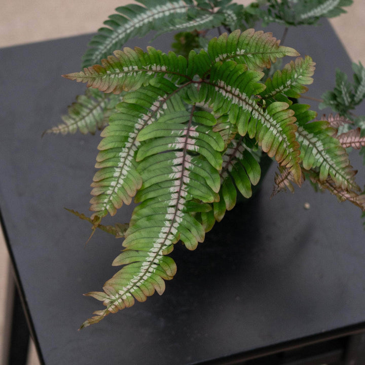 Gabriella Plants Fern 4" Fern Pteris aspericaulis var. tricolor 'Candy Stripes'