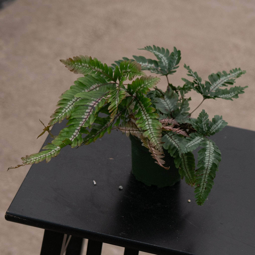 Gabriella Plants Fern 4" Fern Pteris aspericaulis var. tricolor 'Candy Stripes'