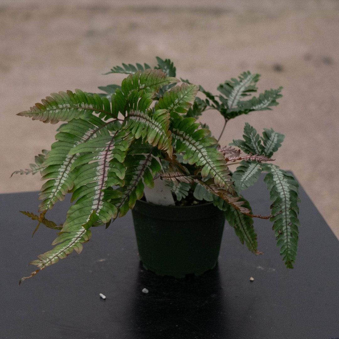 Gabriella Plants Fern 4" Fern Pteris aspericaulis var. tricolor 'Candy Stripes'