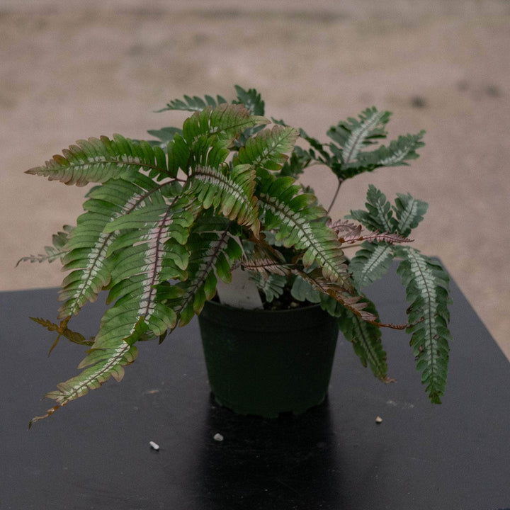 Gabriella Plants Fern 4" Fern Pteris aspericaulis var. tricolor 'Candy Stripes'
