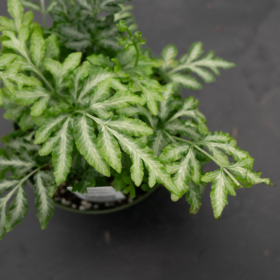 Pteris Ensiformis ‘Silver Lace’ Fern – 4” Live Plant With Silver-Green Fronds