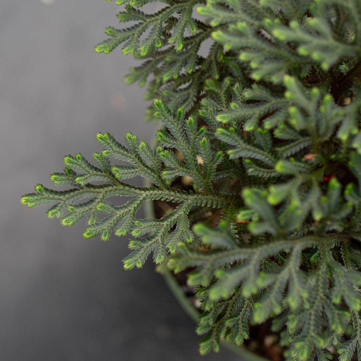 Gabriella Plants Other 4" Fern Selaginella erythropus 'Sanguinea' "Ruby Red Club Moss"