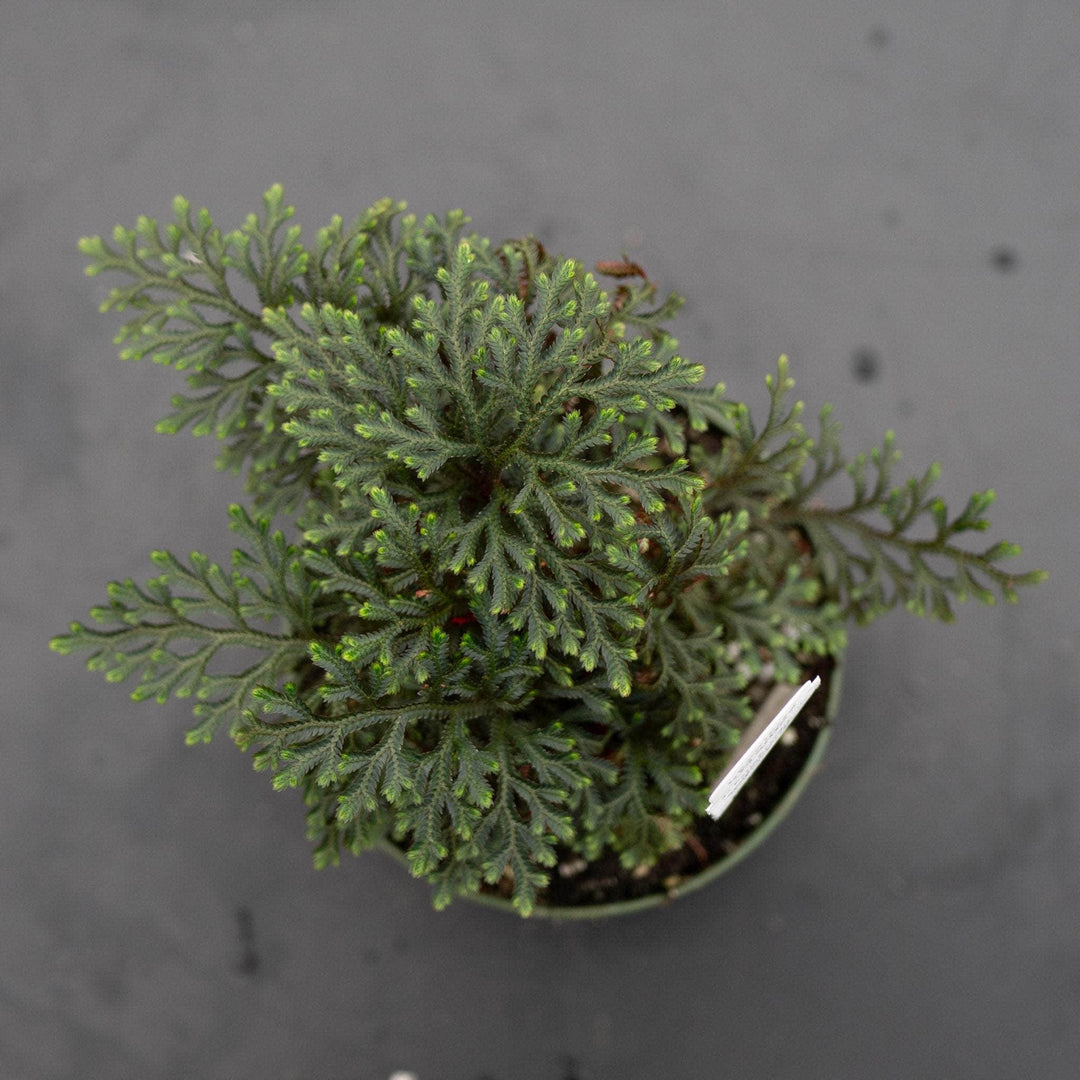 Gabriella Plants Other 4" Fern Selaginella erythropus 'Sanguinea' "Ruby Red Club Moss"