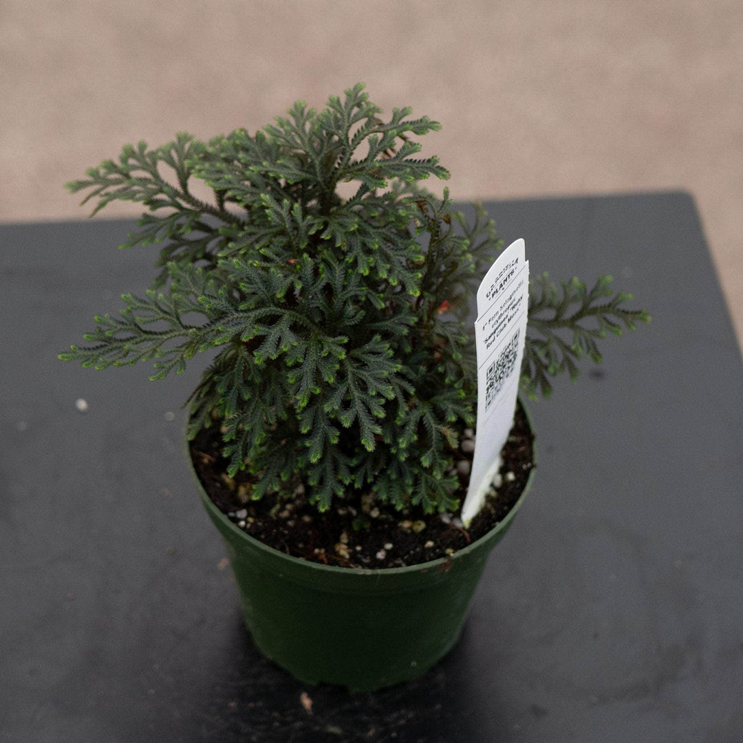 Gabriella Plants Other 4" Fern Selaginella erythropus 'Sanguinea' "Ruby Red Club Moss"