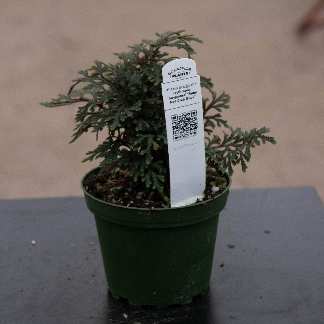 Gabriella Plants Other 4" Fern Selaginella erythropus 'Sanguinea' "Ruby Red Club Moss"
