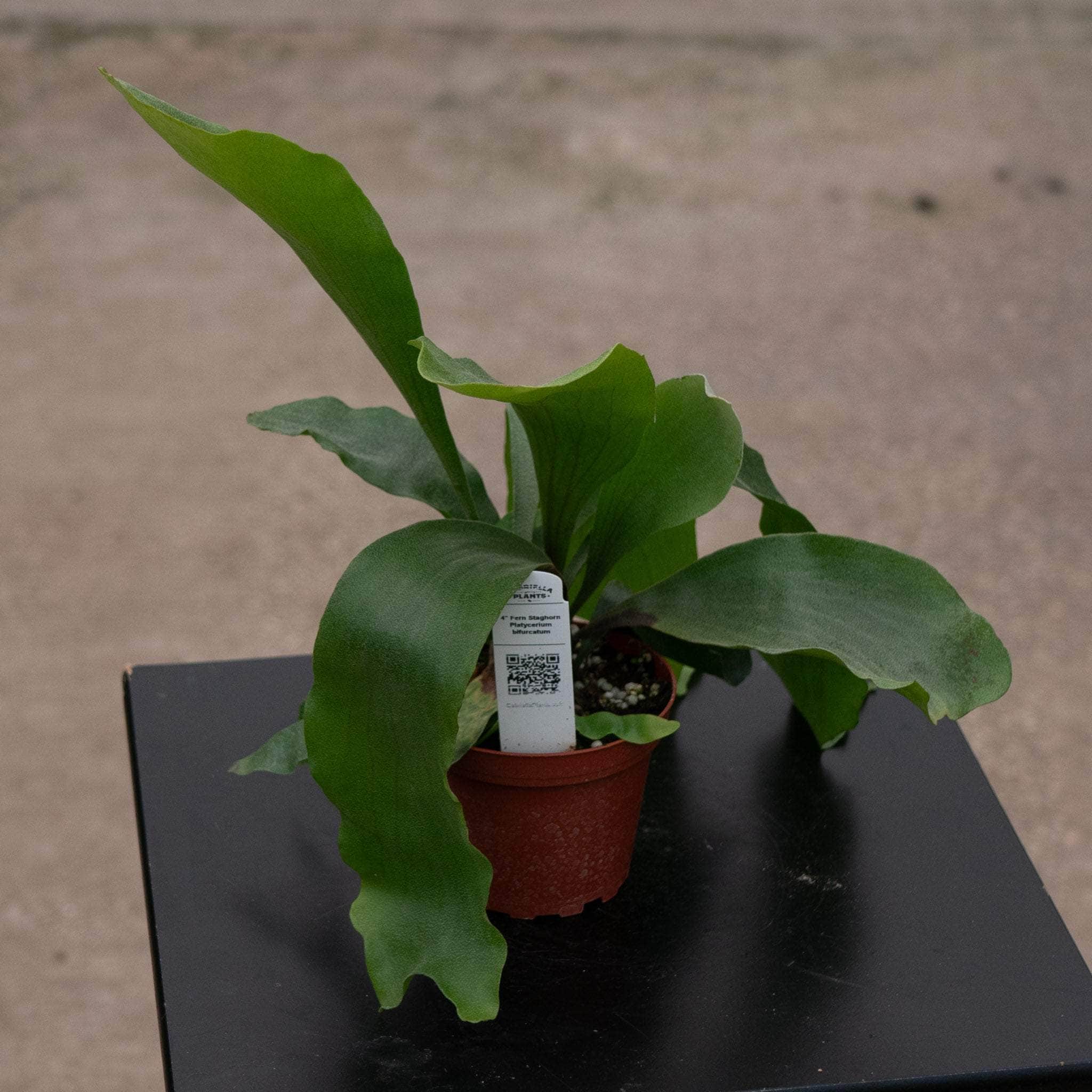 Fern Staghorn Platycerium bifurcatum - Gabriella Plants
