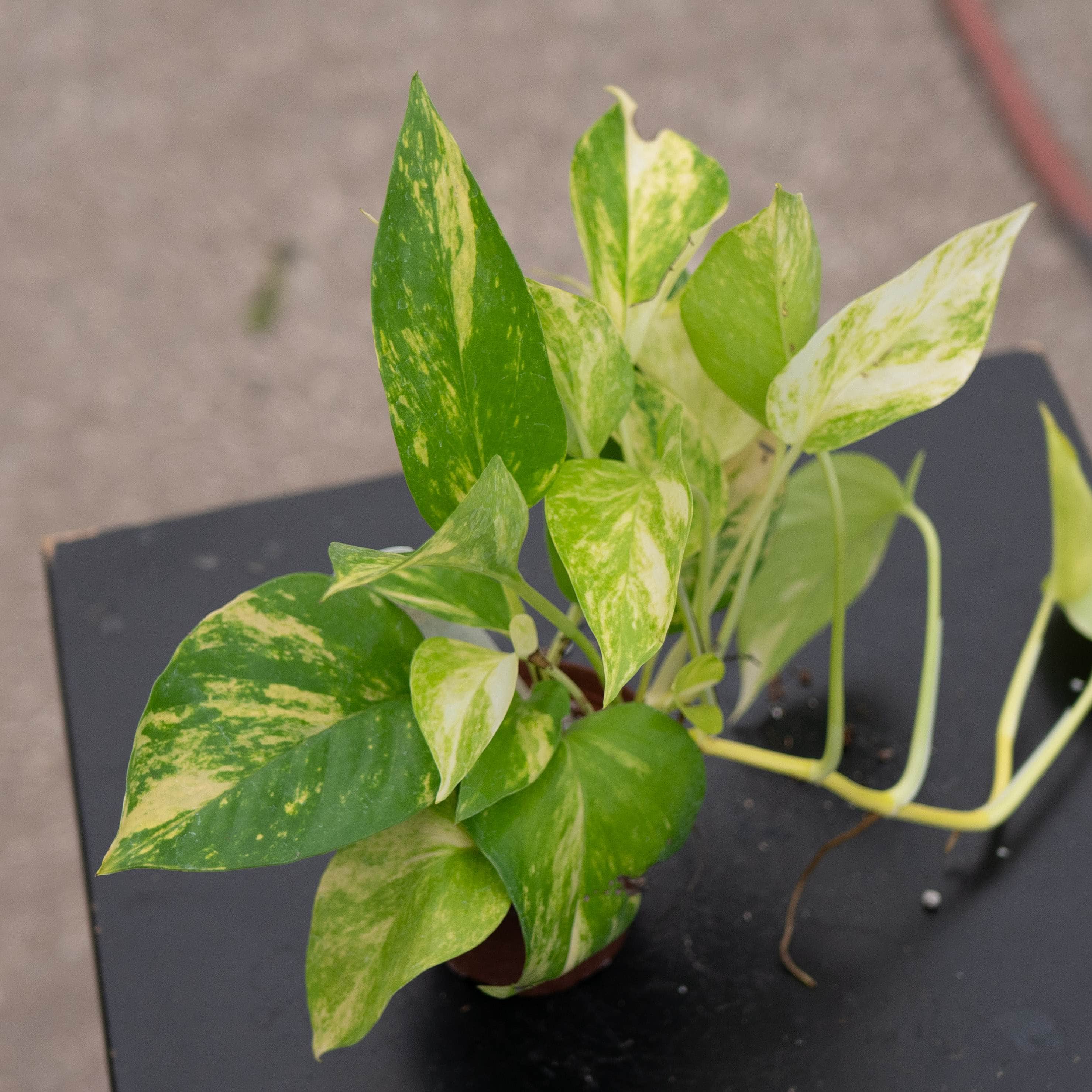 Fern Staghorn Platycerium bifurcatum 'Netherlands' – Gabriella Plants
