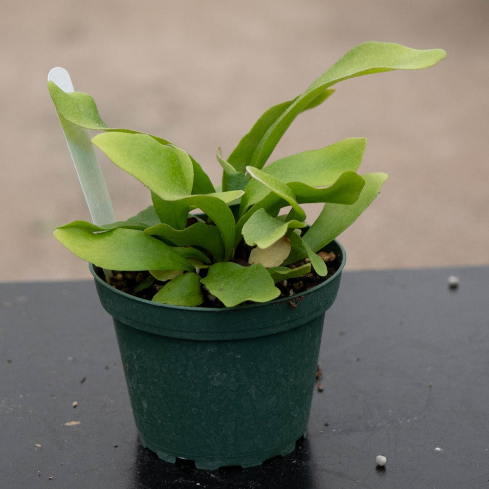 Gabriella Plants Fern 4" Fern Staghorn Platycerium bifurcatum 'Netherlands'
