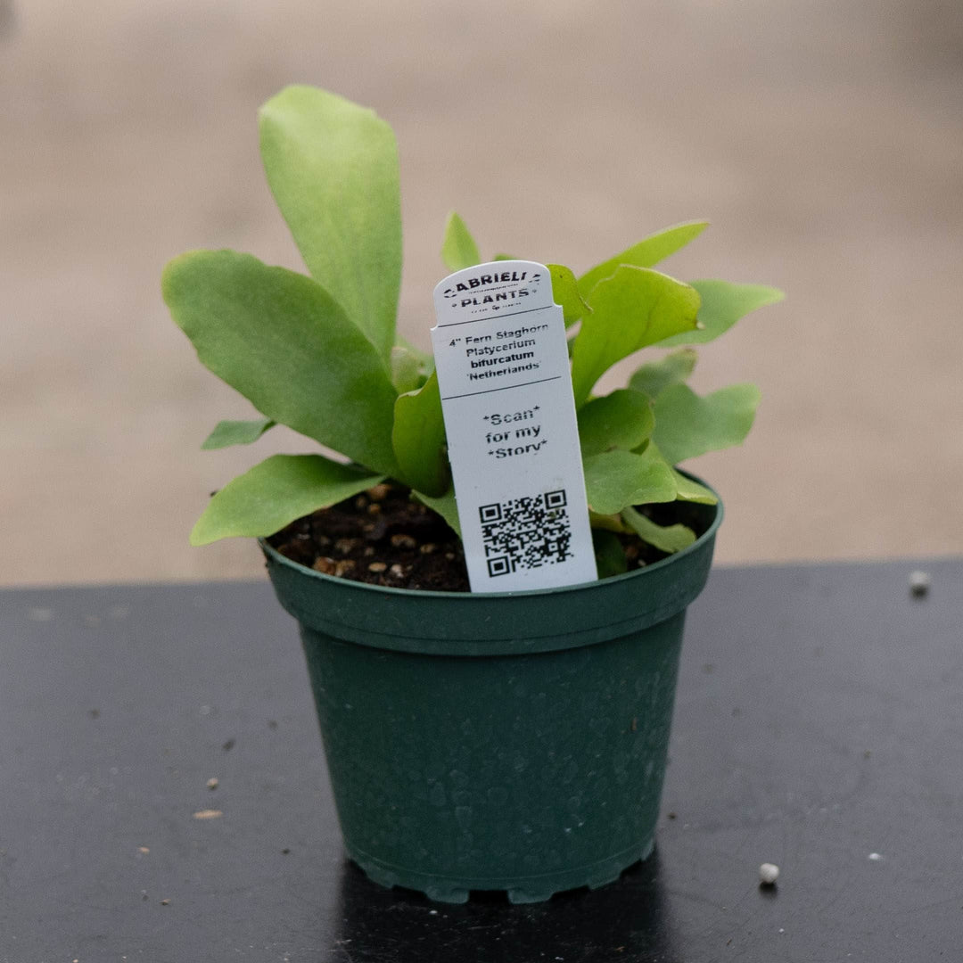 Gabriella Plants Fern 4" Fern Staghorn Platycerium bifurcatum 'Netherlands'