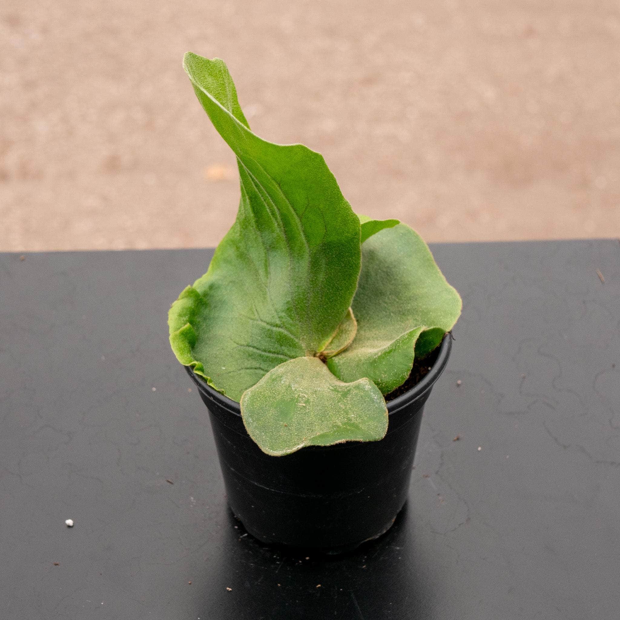 Gabriella Plants Staghorn Fern