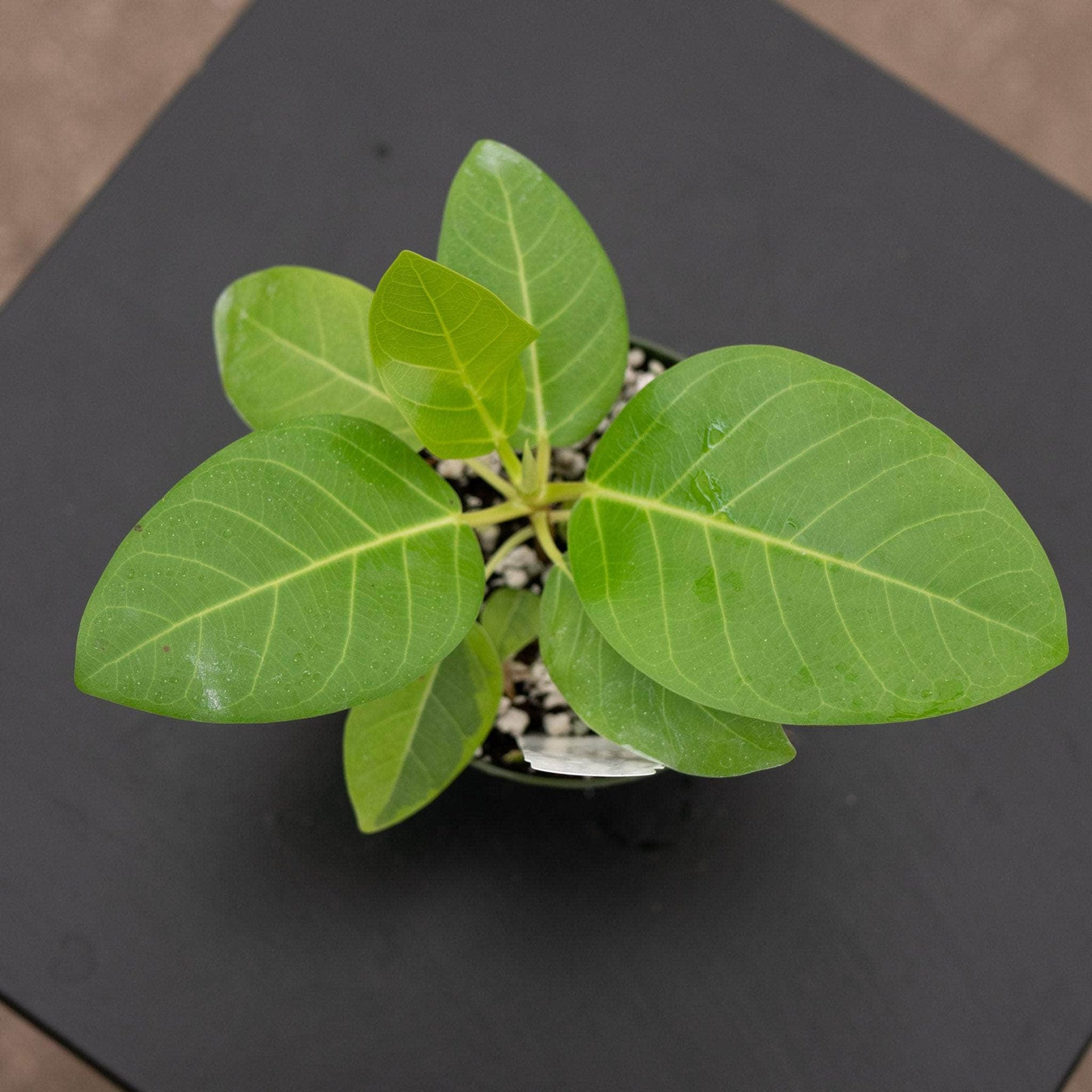 ficus yellow gem vs audrey Ficus altissima 'Yellow Gem'