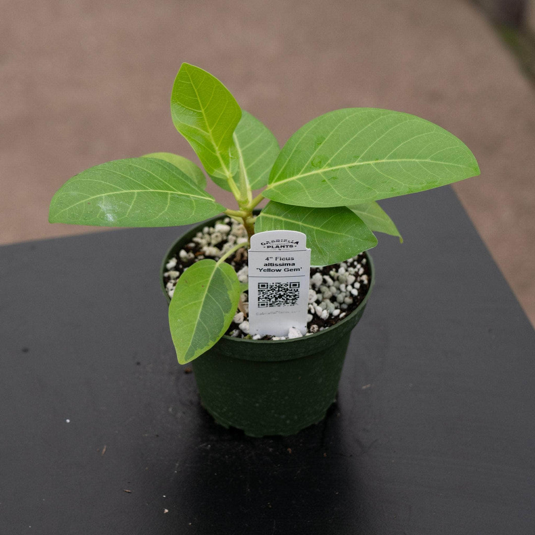 ficus altissima cat safe Ficus altissima 'Yellow Gem'