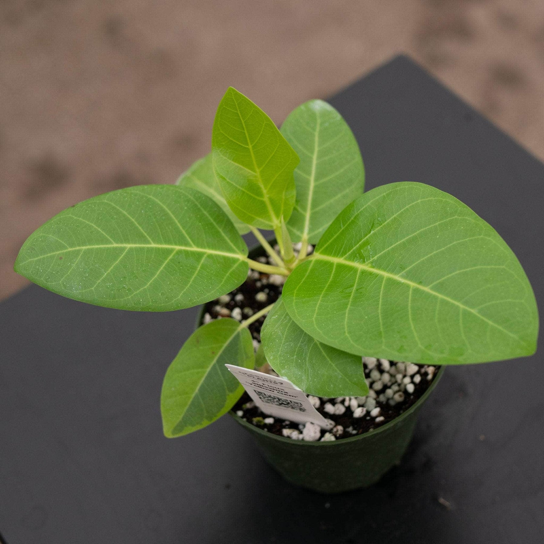 ficus altissima safe for cats Ficus altissima 'Yellow Gem'