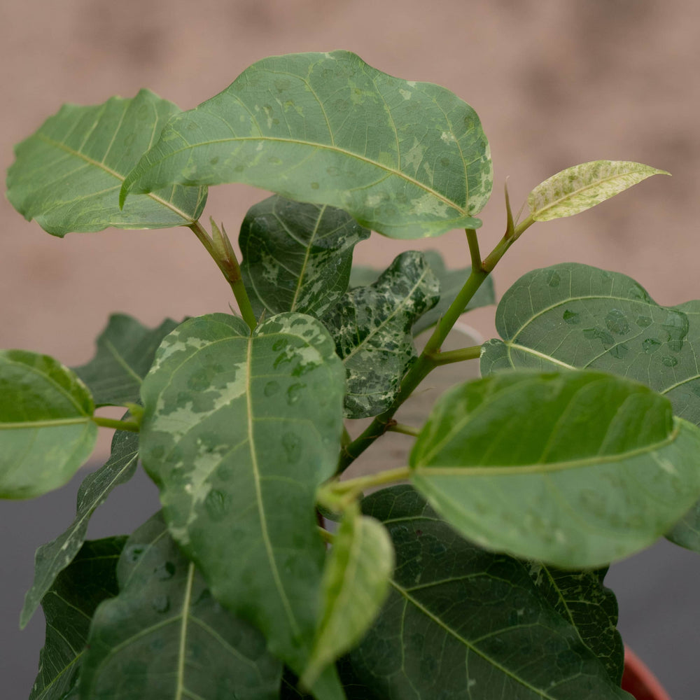 Gabriella Plants Ficus 4" Ficus aspera ‘Clown Fig’