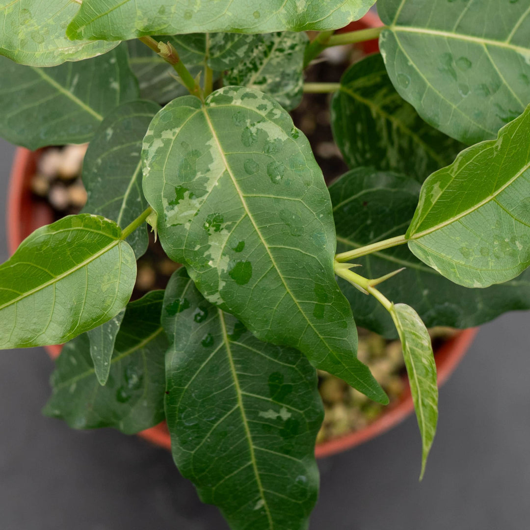 Gabriella Plants Ficus 4" Ficus aspera ‘Clown Fig’