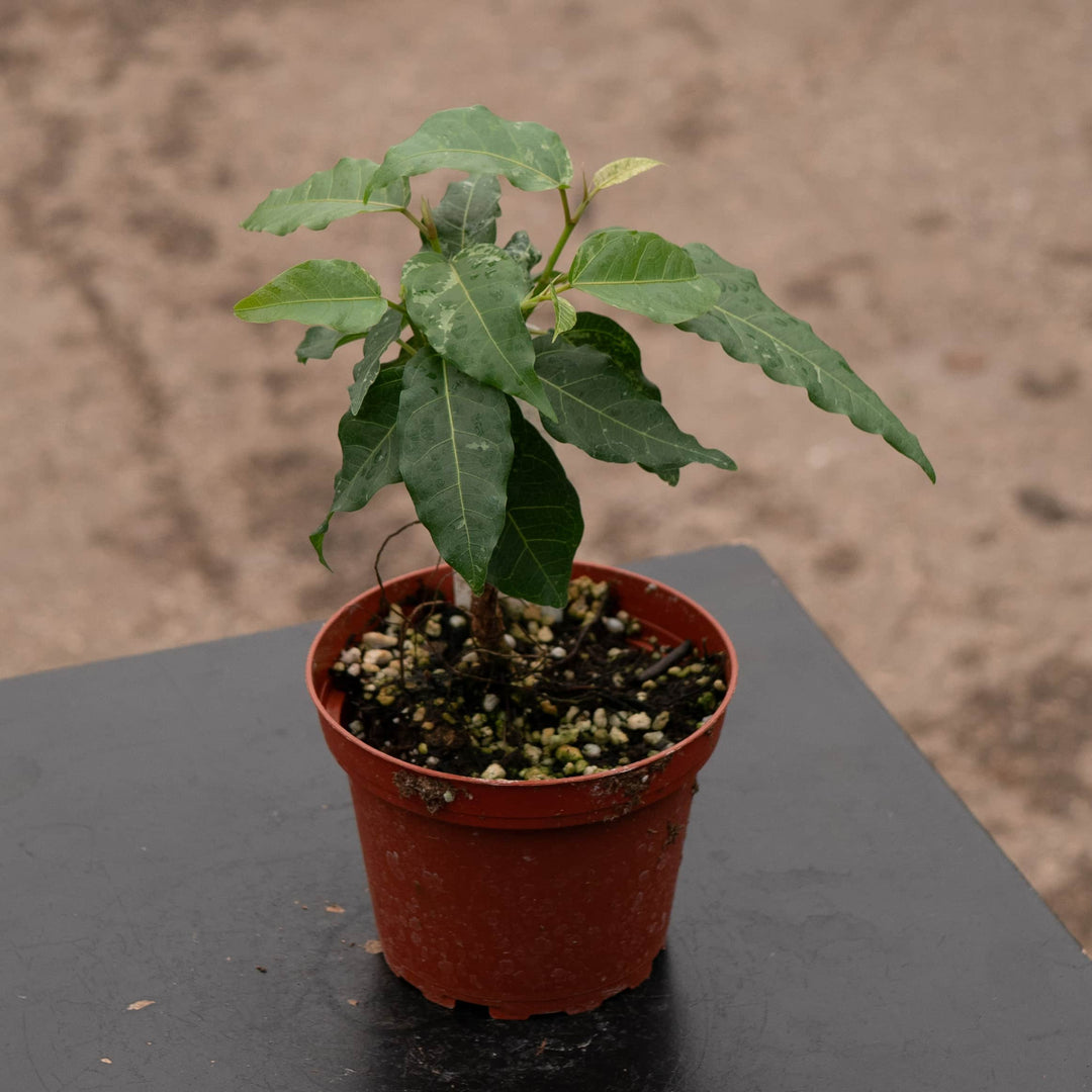 Gabriella Plants Ficus 4" Ficus aspera ‘Clown Fig’