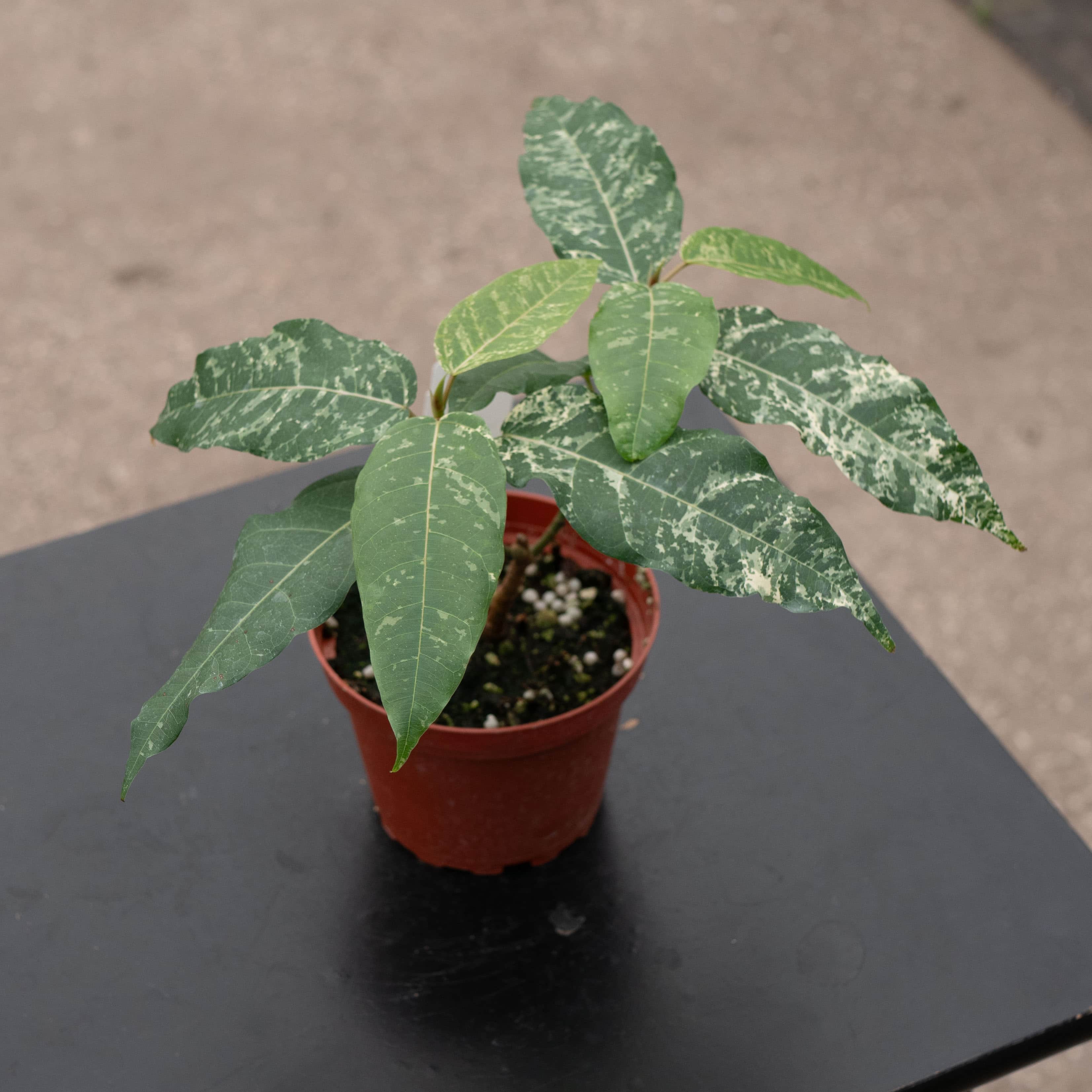 Ficus aspera ‘Clown Fig’