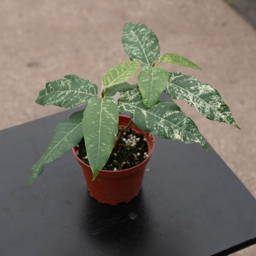 Gabriella Plants Ficus 4" Ficus aspera ‘Clown Fig’