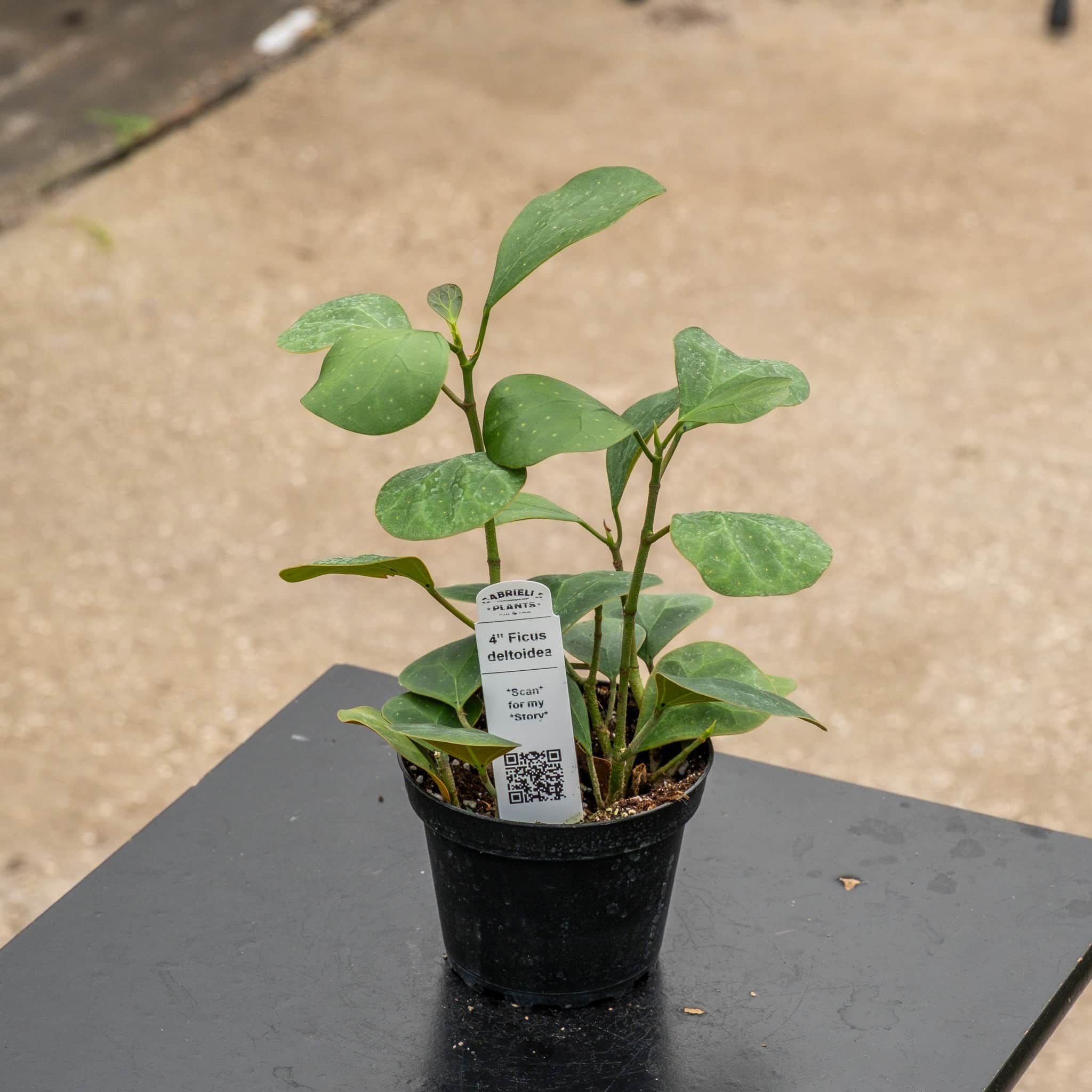 Ficus deltoidea – Gabriella Plants