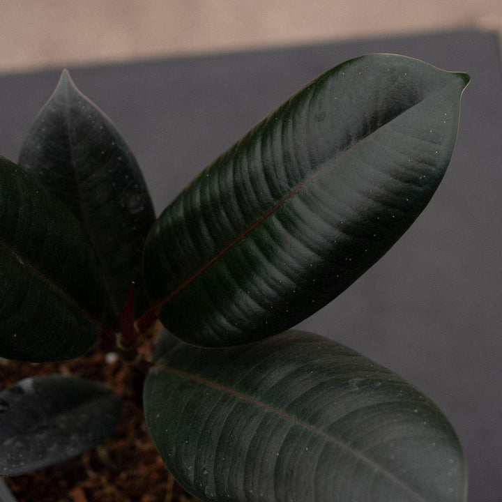 Gabriella Plants Ficus 4" Ficus elastica 'Burgundy'