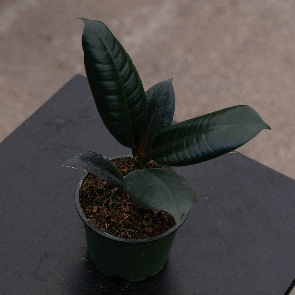 Gabriella Plants Ficus 4" Ficus elastica 'Burgundy'