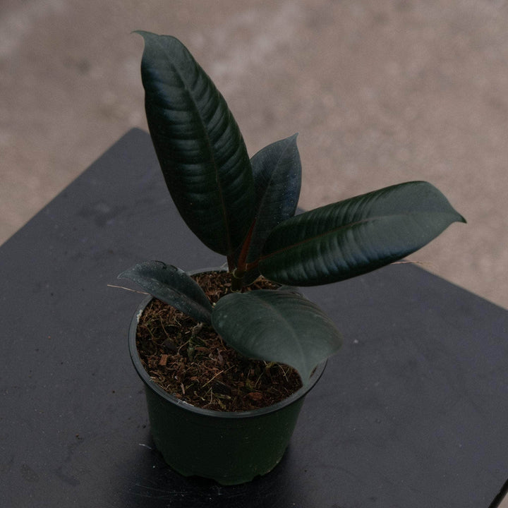 Gabriella Plants Ficus 4" Ficus elastica 'Burgundy'