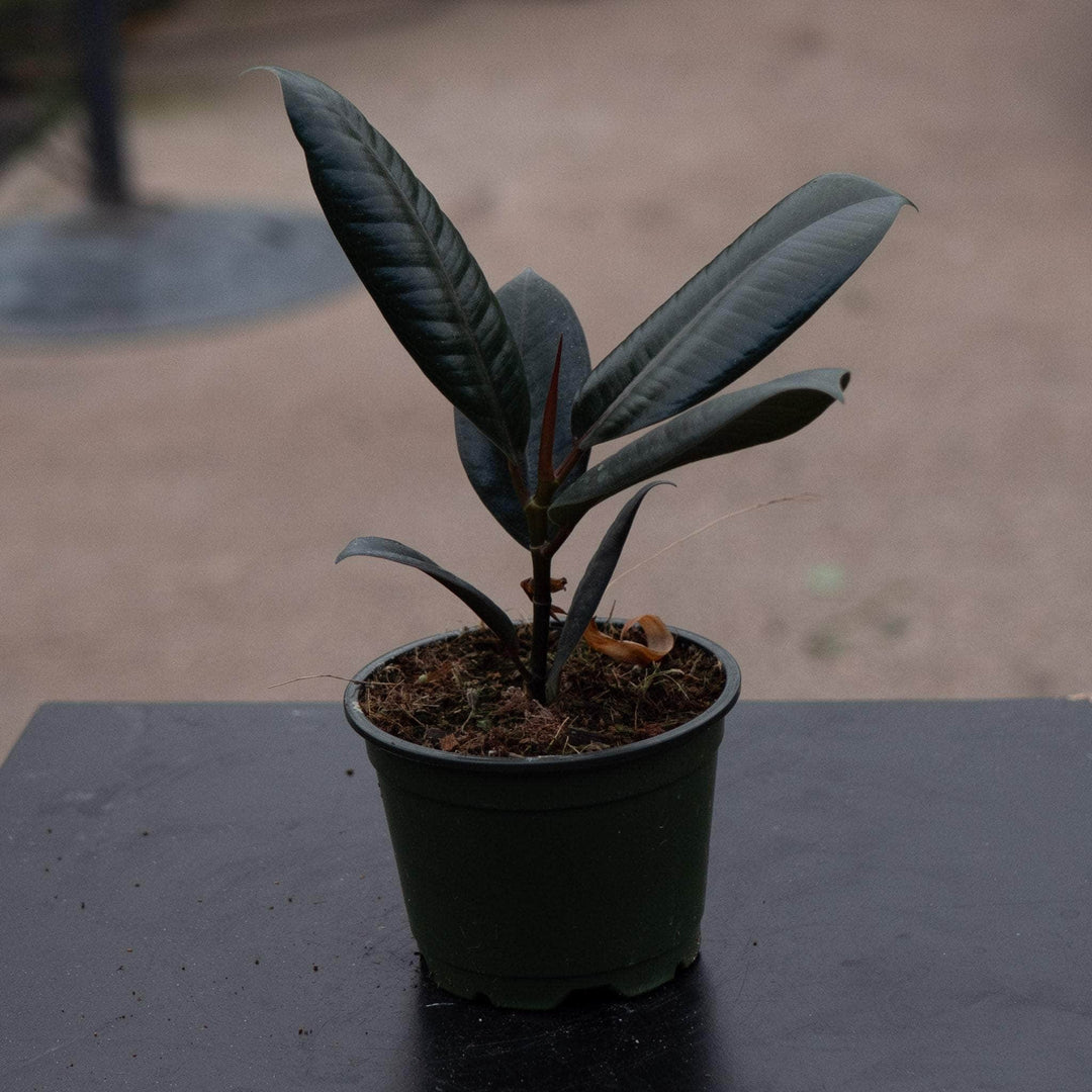 rubber tree burgundy and black prince Ficus elastica 'Burgundy'
