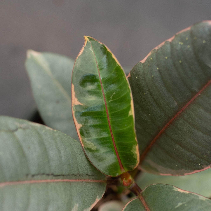 Gabriella Plants Ficus Ficus elastica 'Ruby'