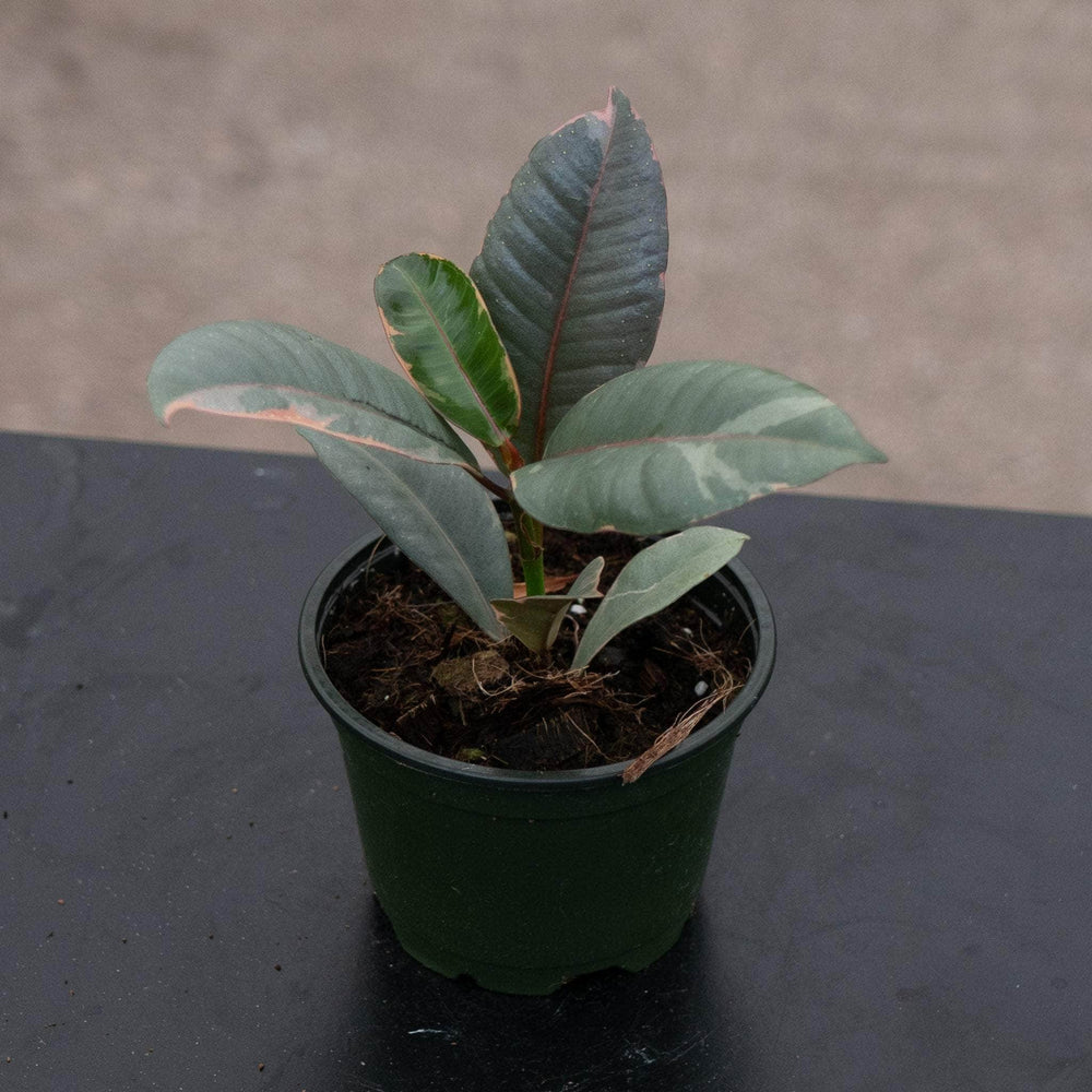 Gabriella Plants Ficus Ficus elastica 'Ruby'