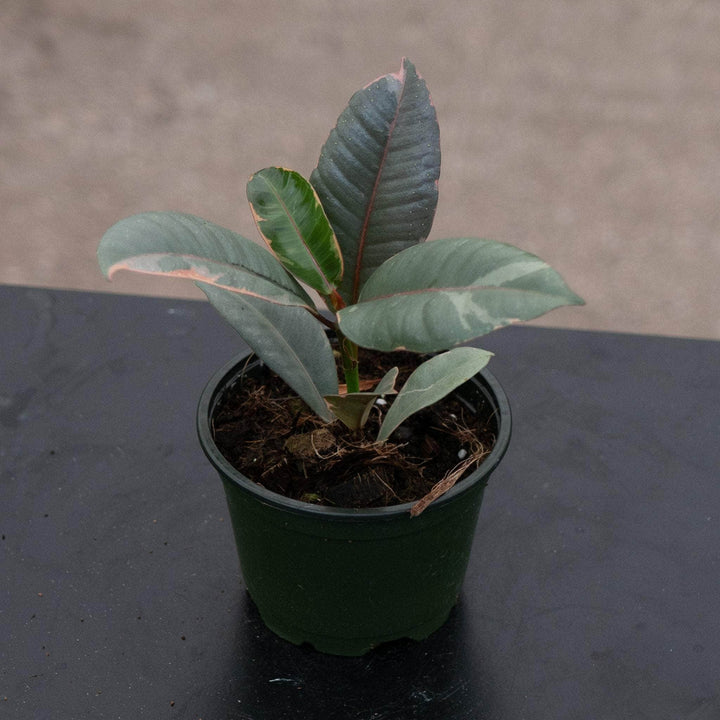 Gabriella Plants Ficus Ficus elastica 'Ruby'