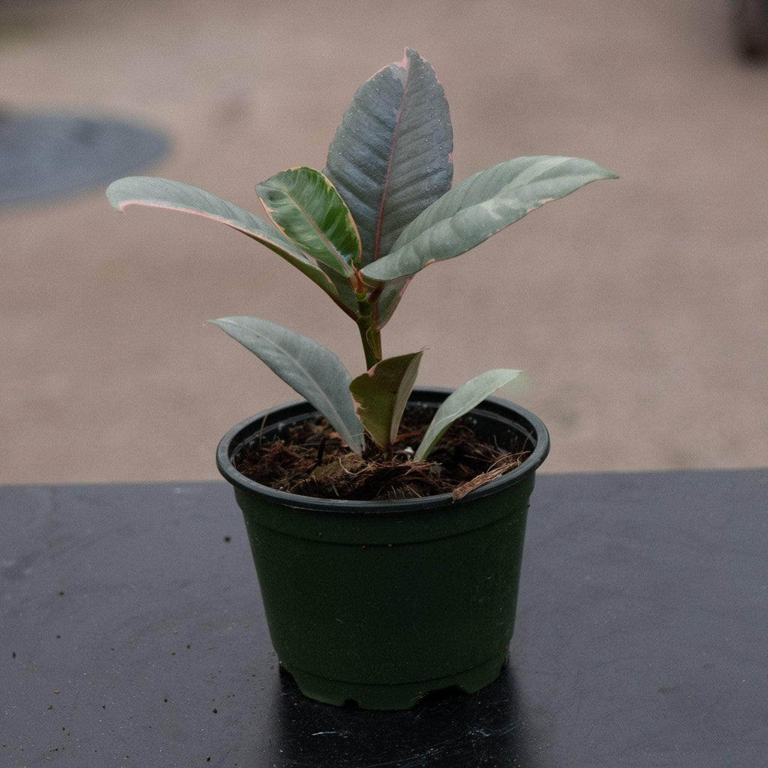 Gabriella Plants Ficus 4 Ficus elastica 'Ruby'