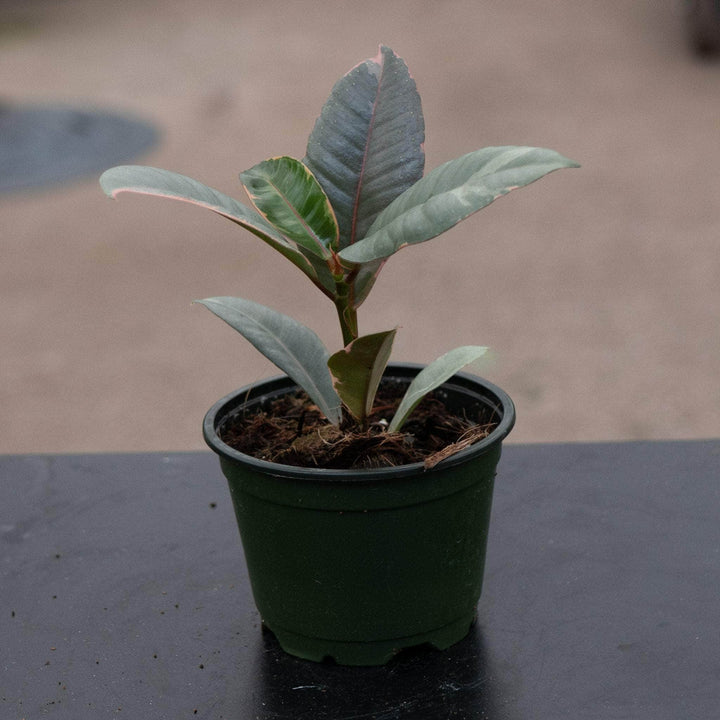 Gabriella Plants Ficus 4 Ficus elastica 'Ruby'