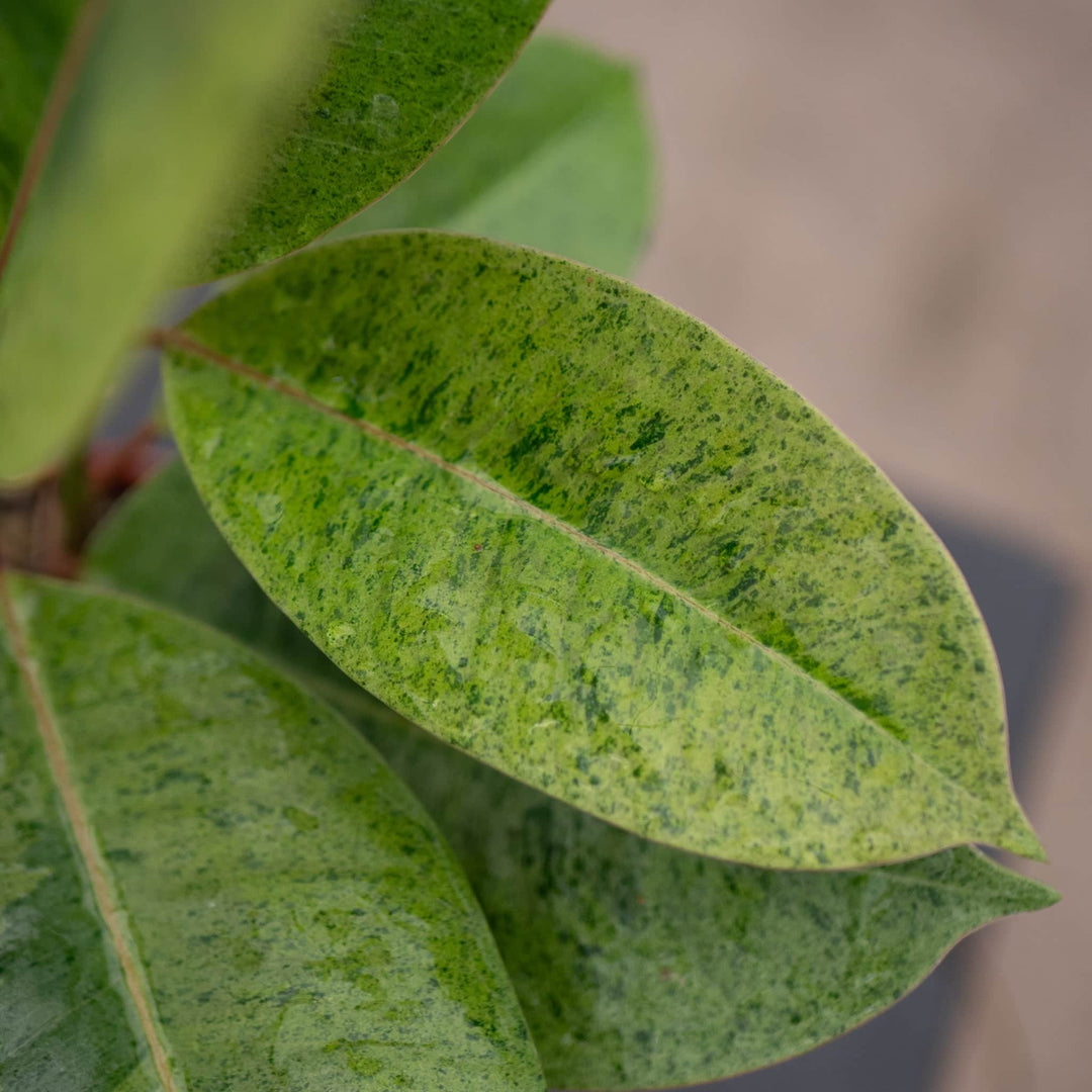 Gabriella Plants Ficus 4" Ficus elastica 'Shivereana'