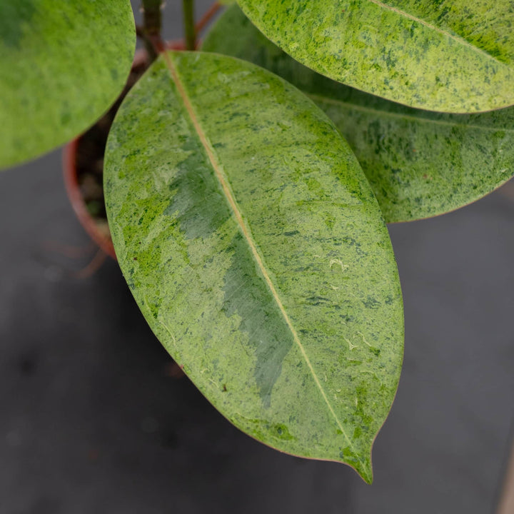 Gabriella Plants Ficus 4" Ficus elastica 'Shivereana'
