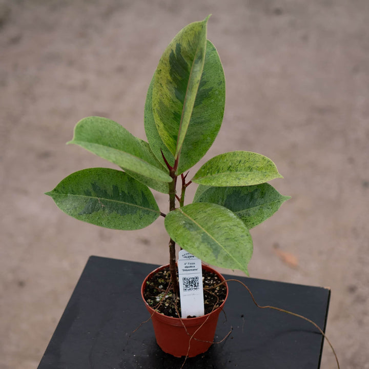 Gabriella Plants Ficus 4" Ficus elastica 'Shivereana'