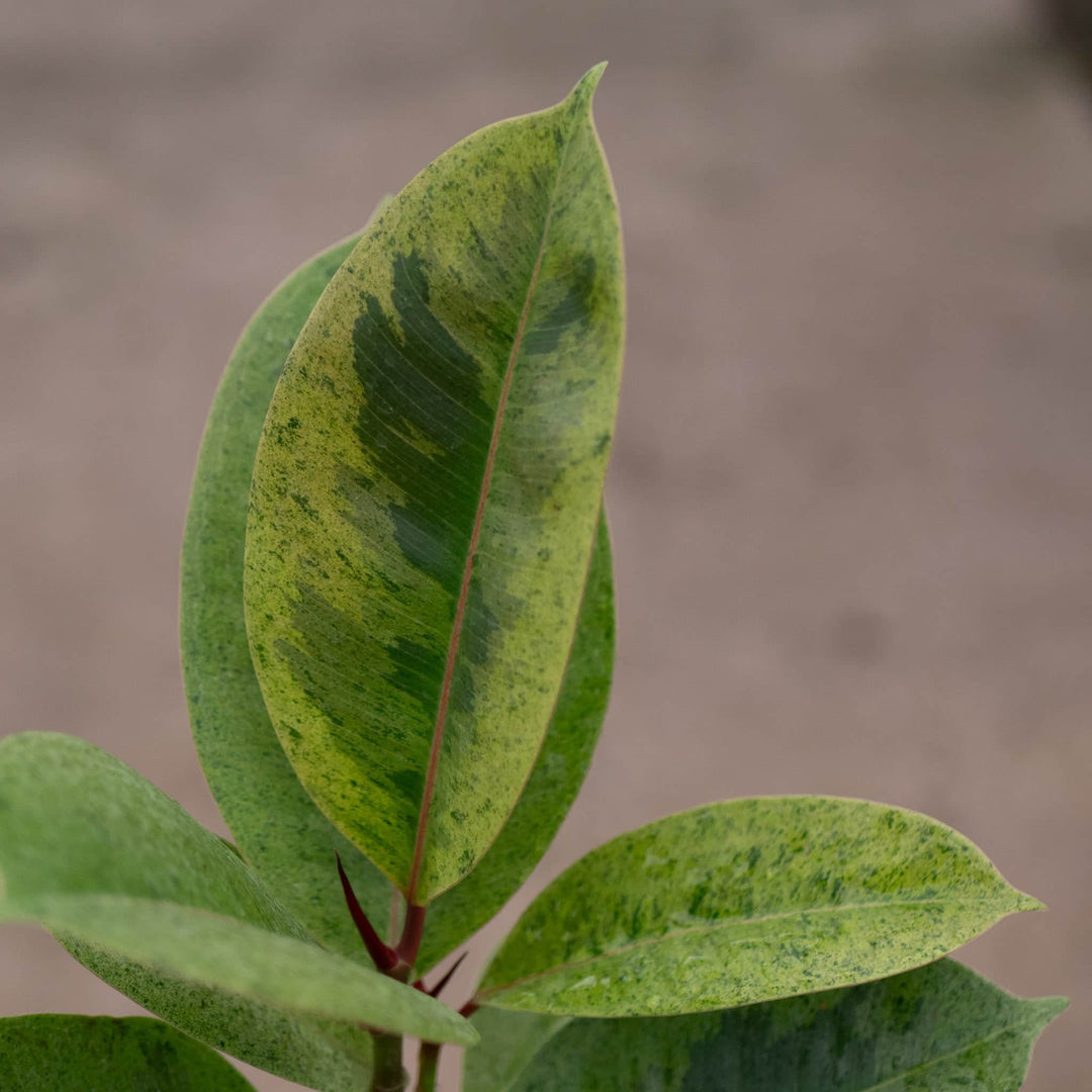 Gabriella Plants Ficus 4" Ficus elastica 'Shivereana'