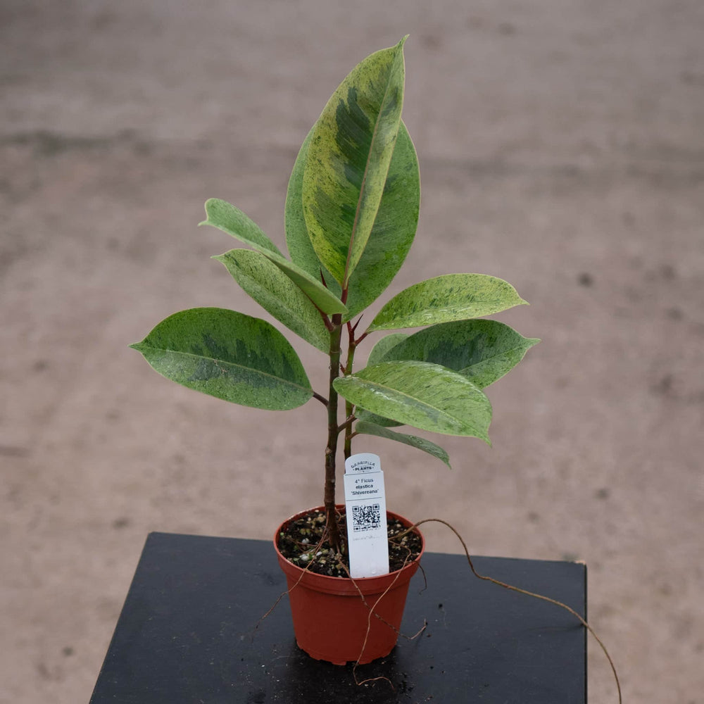 Gabriella Plants Ficus 4" Ficus elastica 'Shivereana'