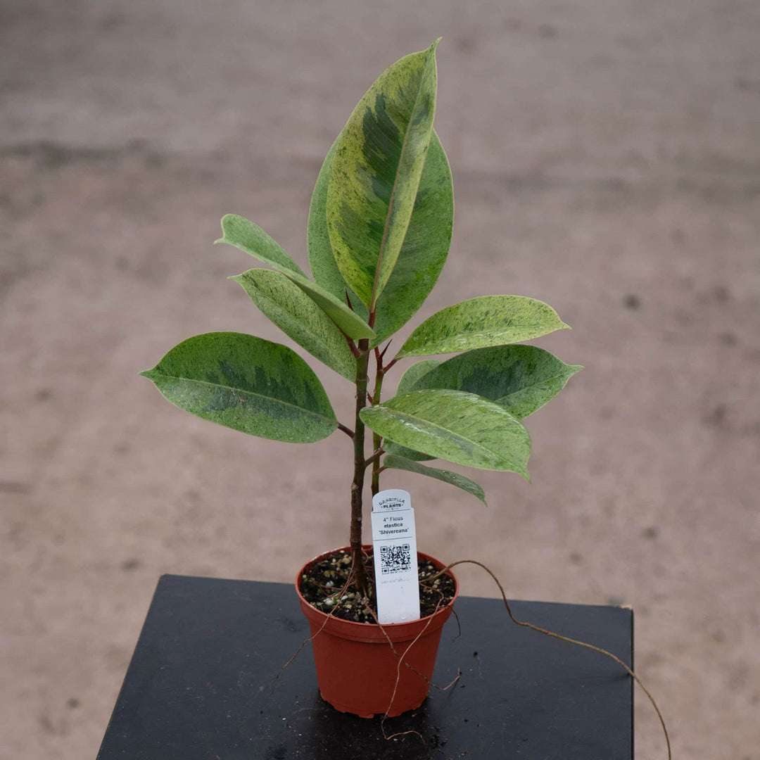 Gabriella Plants Ficus 4" Ficus elastica 'Shivereana'