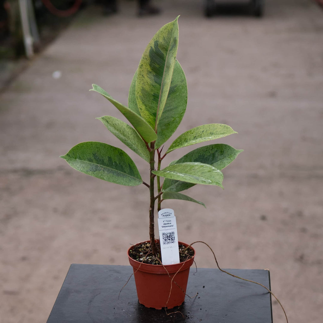 Gabriella Plants Ficus 4" Ficus elastica 'Shivereana'
