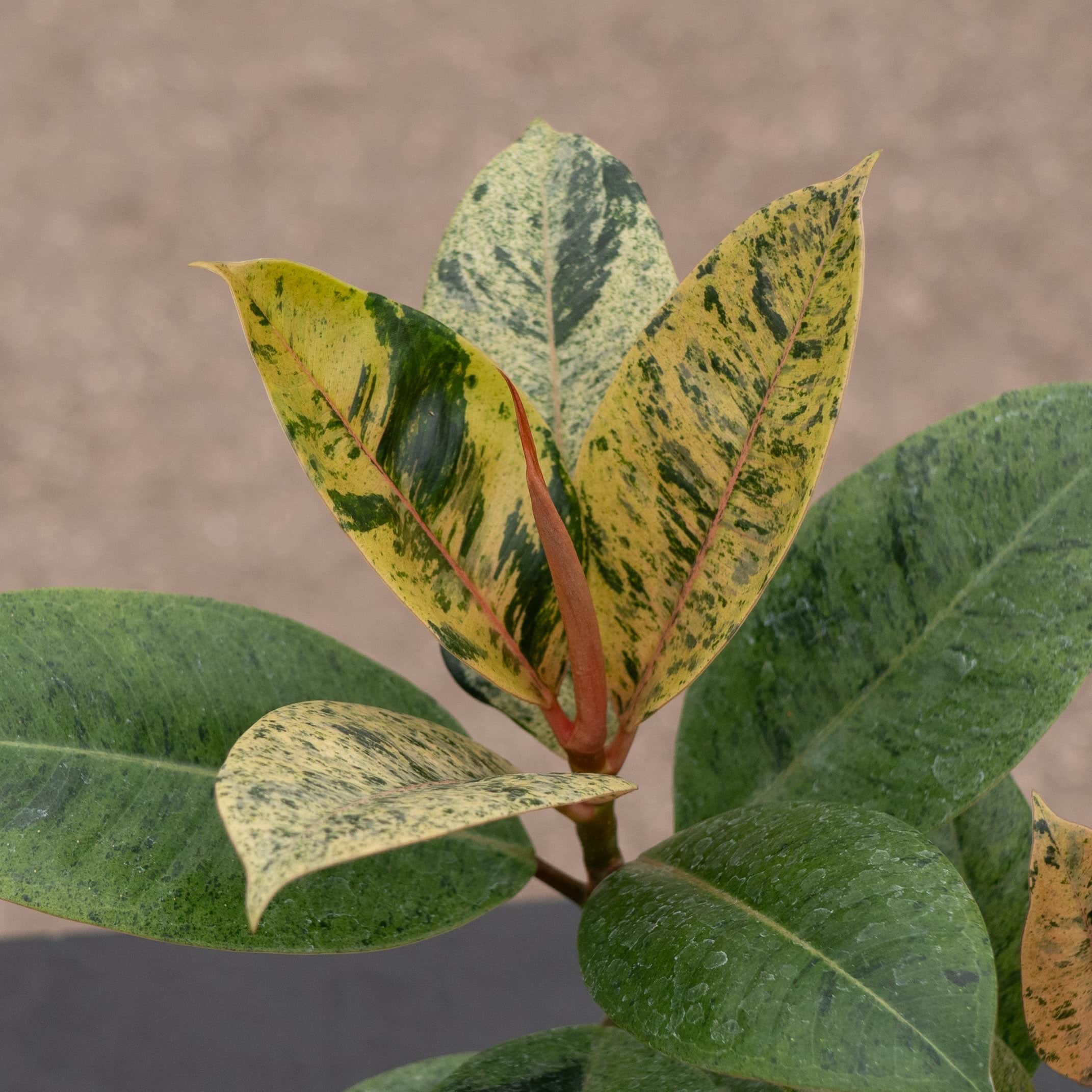 Gabriella Plants Ficus elastica Shivereana