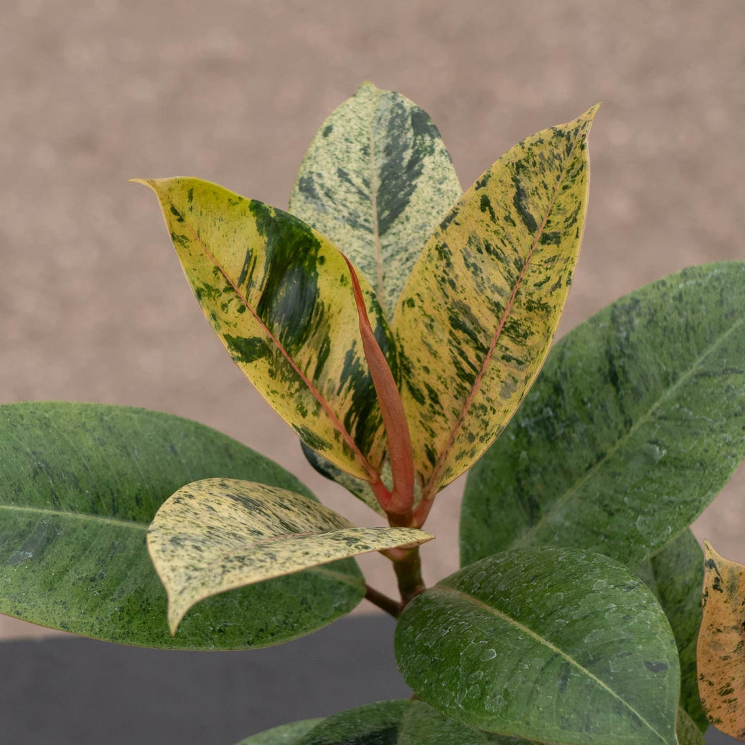 shivereana moonshine rubber tree Ficus elastica 'Shivereana'