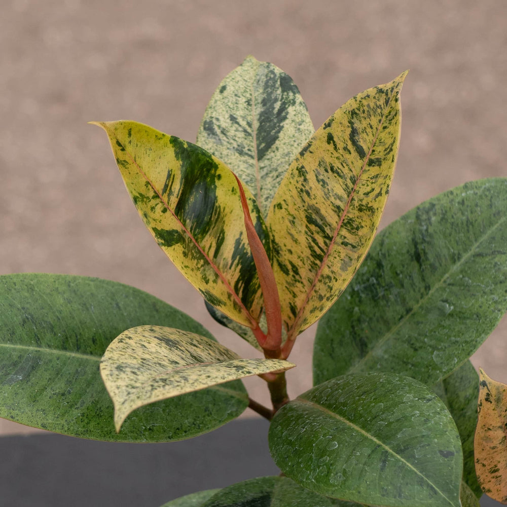 Gabriella Plants Ficus 4" Ficus elastica 'Shivereana'